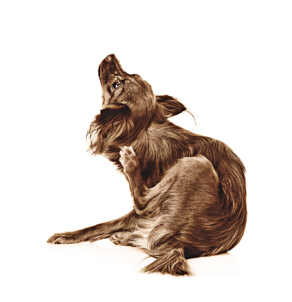 Scratching_Dog Totally Raw