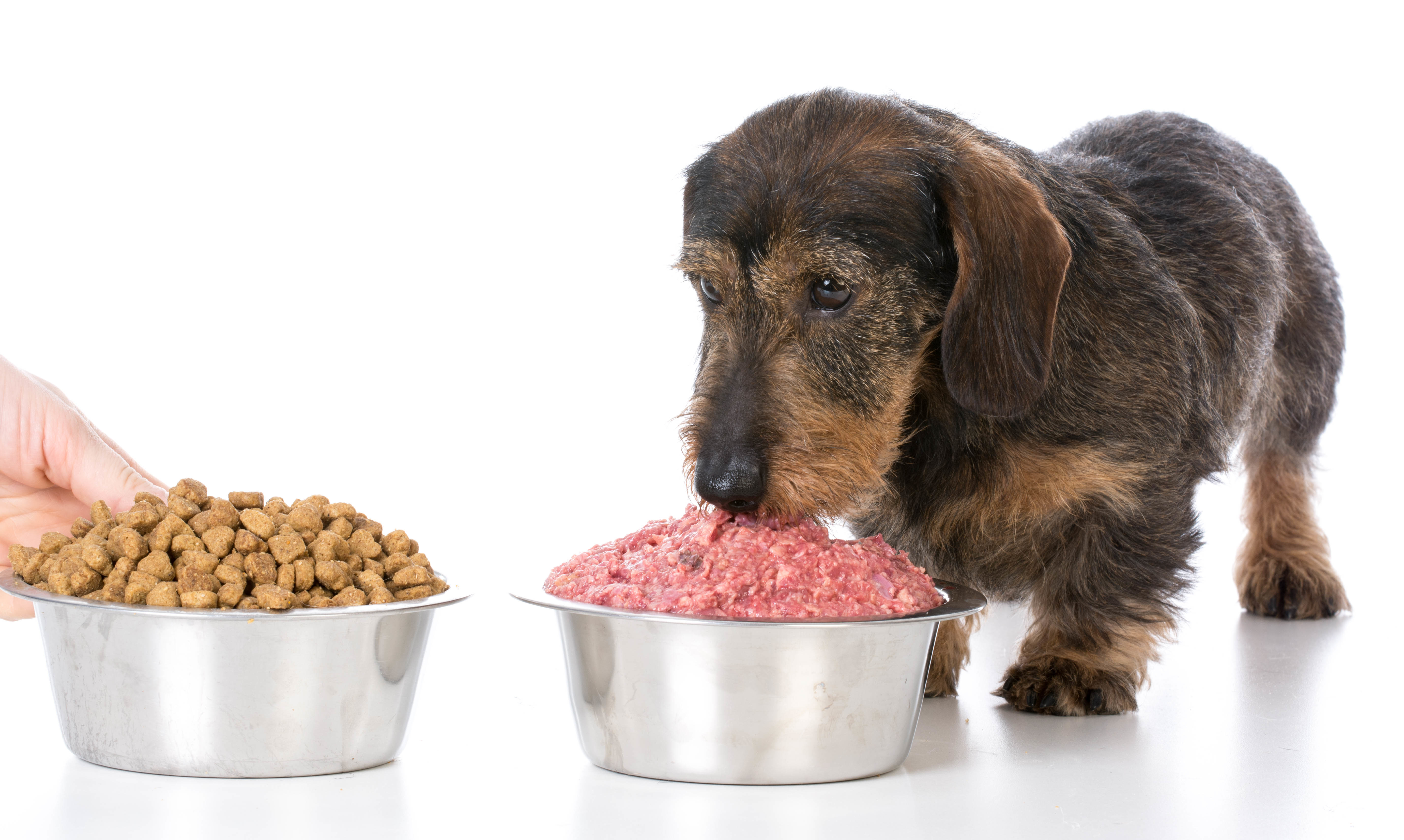 best mixer for raw dog food