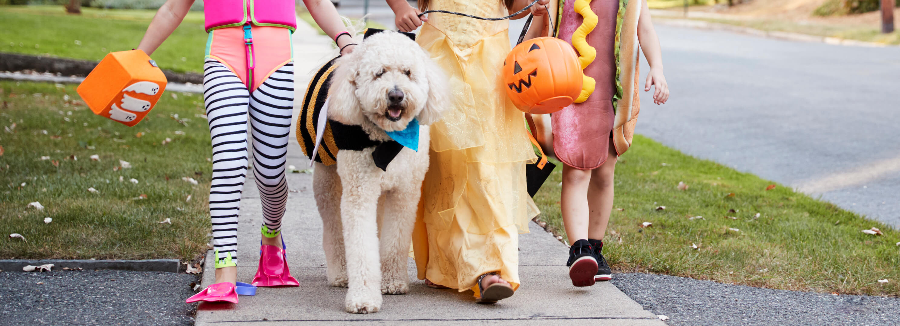 Top 5 Ways To Keep Your Pets Totally Safe This Halloween