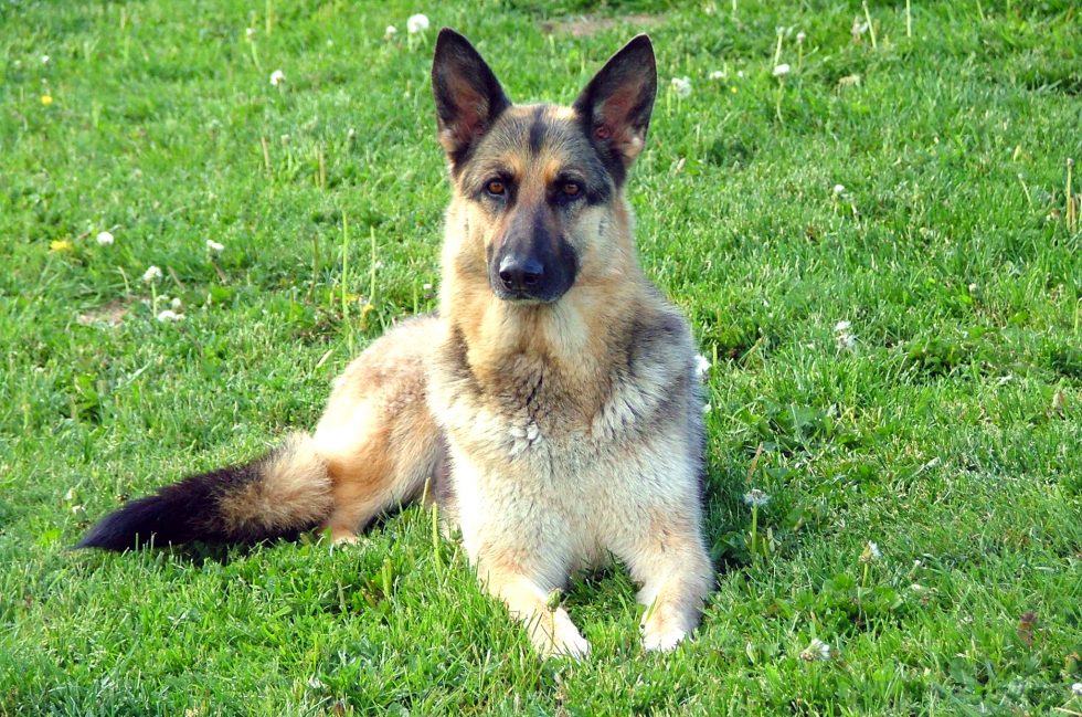 Our Story Totally Raw Pet Food