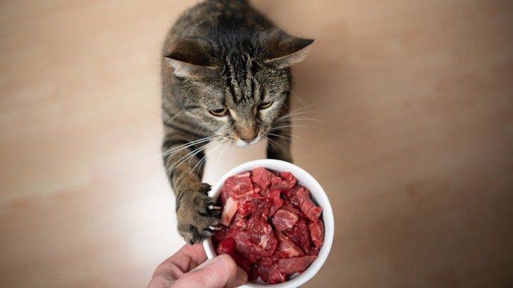 cat raw